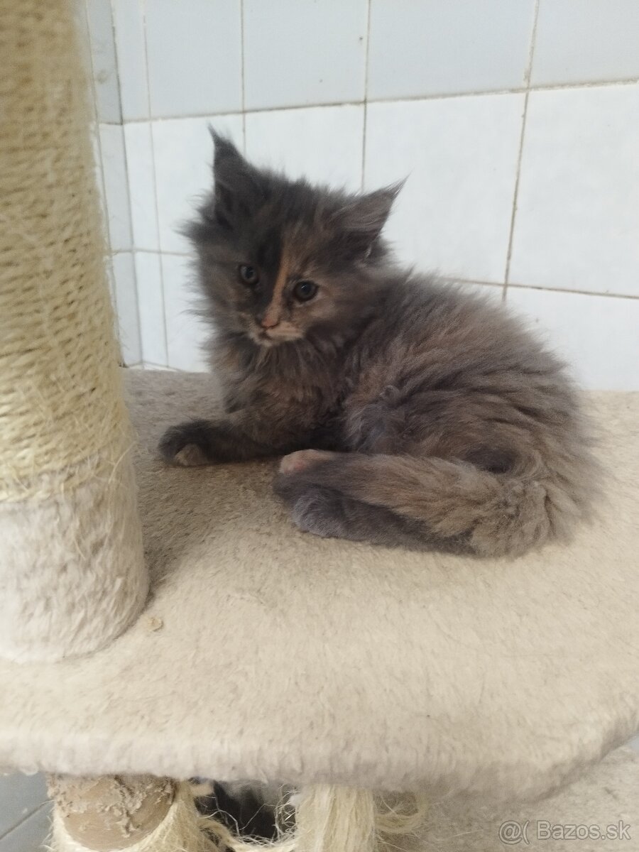 Mainska mývalia mačka - 2