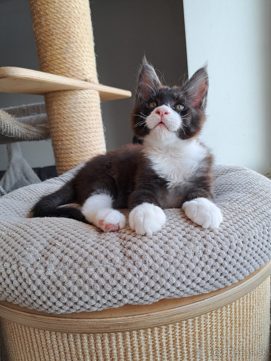 Mainska myvalia s PP - 2