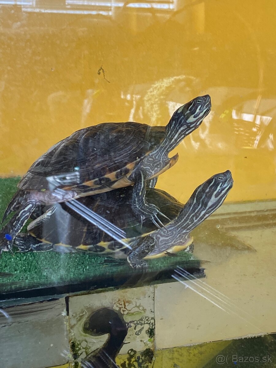 Korytnačky vodné. - 2