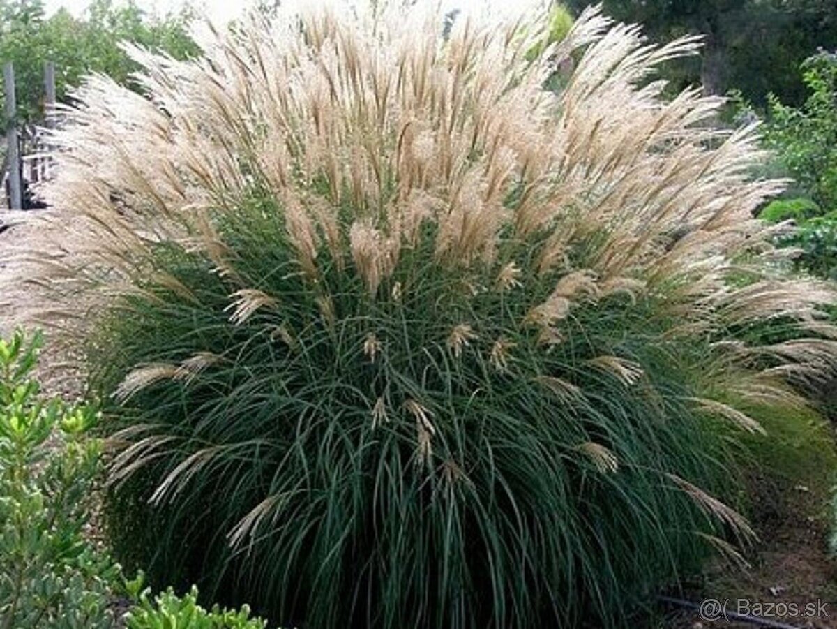 Predam tri druhy okrasnej travy - 2