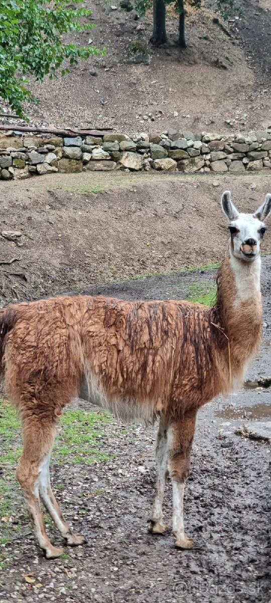 LAMA - 2