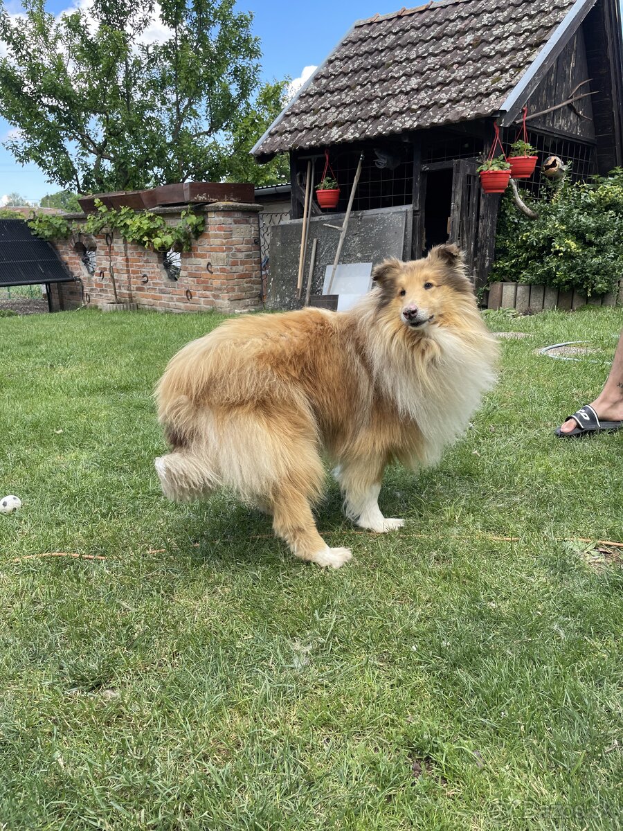 Kólia dlhosrstá - 2