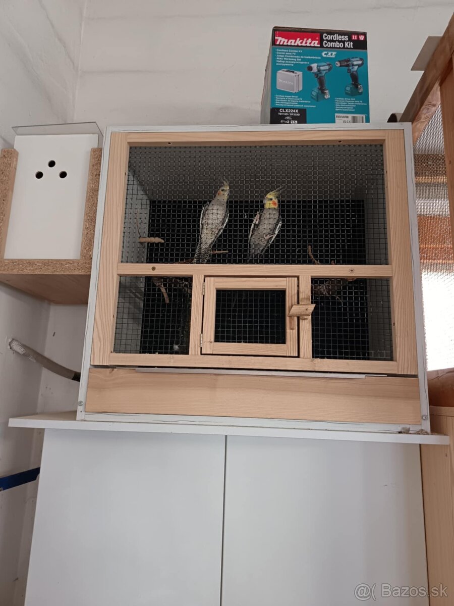Korely + klietka - 2