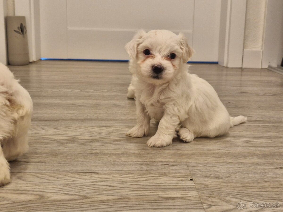 Predam šteniatka maltezaka - 2