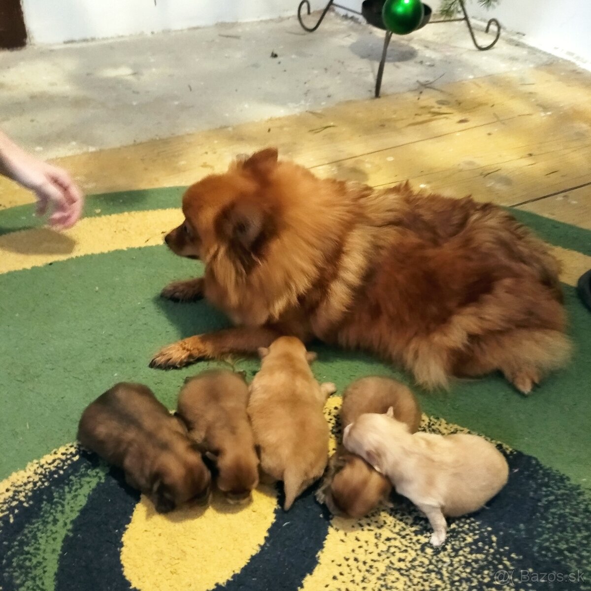 Nemecký trpaslíči špic - 2