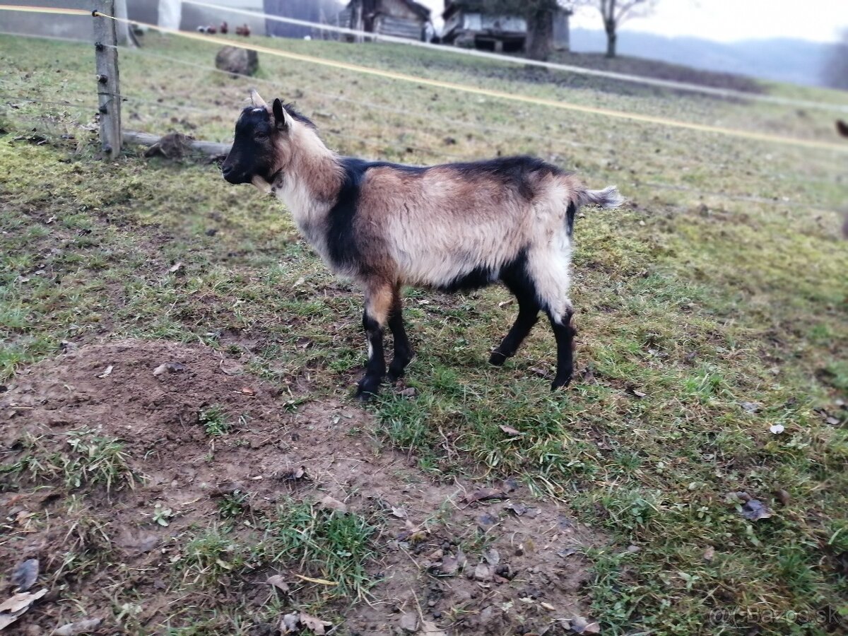 na predaj bezrohý cap do chovu - 2