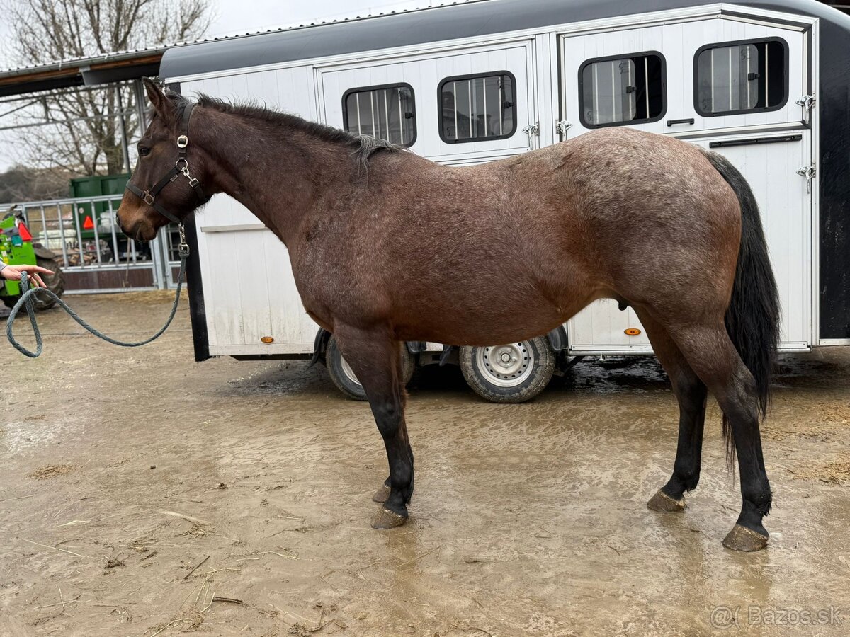 Kobyla Quarter horse - 2