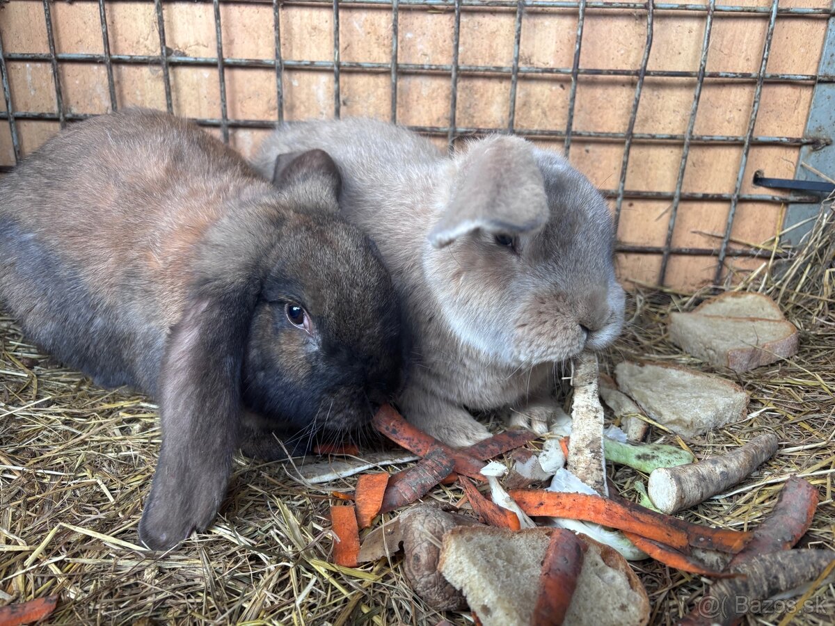 Francúzsky baran - 2