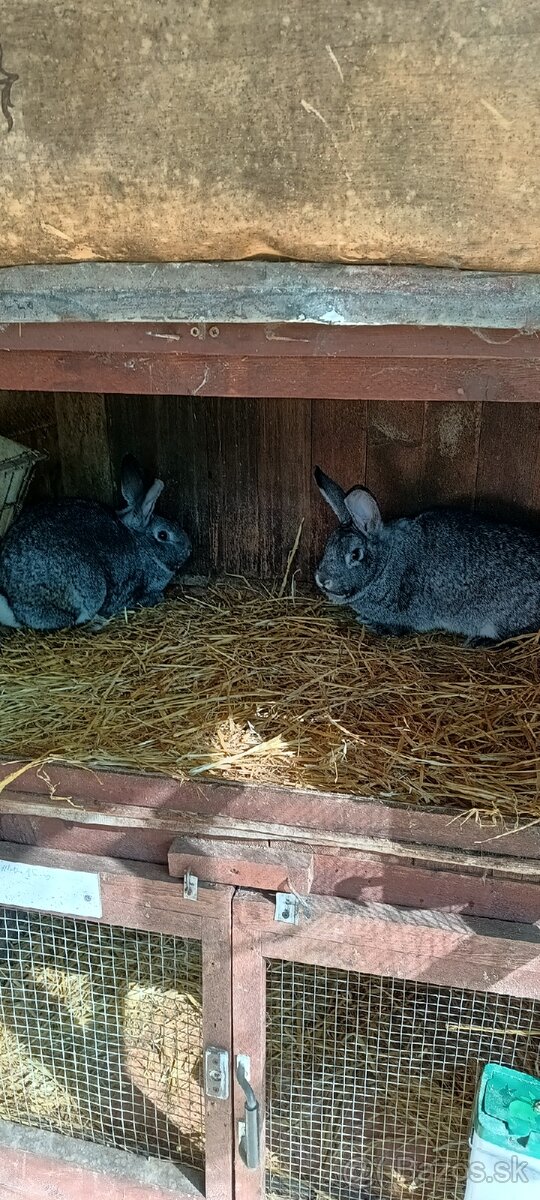 Činčila veľká - 2