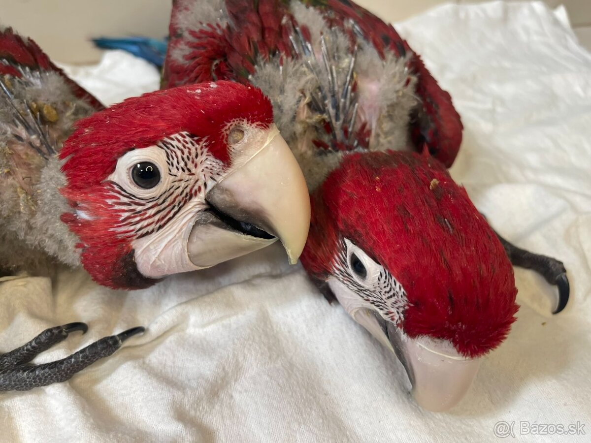 Ara zelenokridla - 2