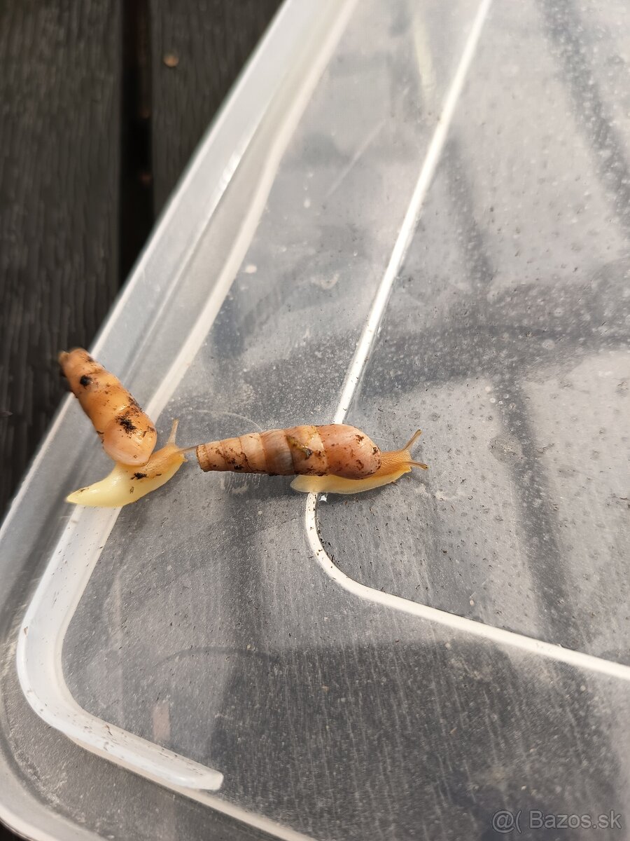 Rumina Saharica Rhodos 🐌 - 2