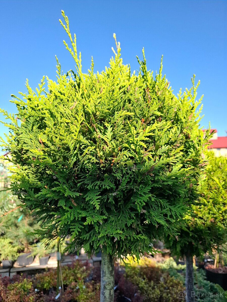 Stromy na kmienku - 2