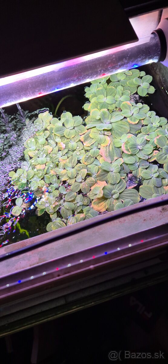 Pistia stratiotes, plávajúca rastlina - 2