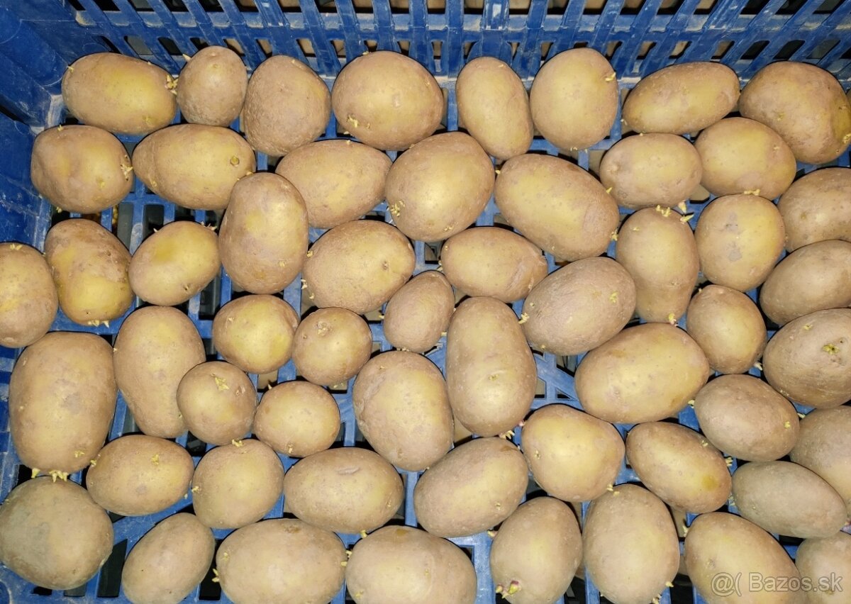 Sadbové zemiaky SUNITA - 2