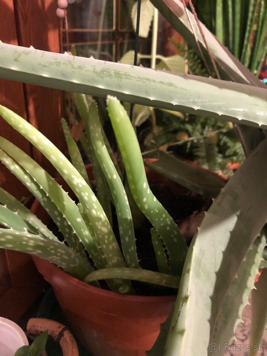 Aloe vera - 2