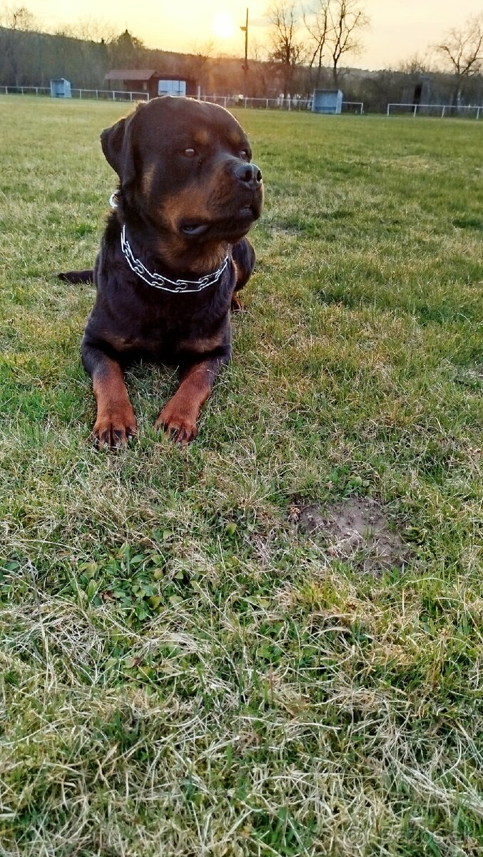 Rottweiler na krytie - 2