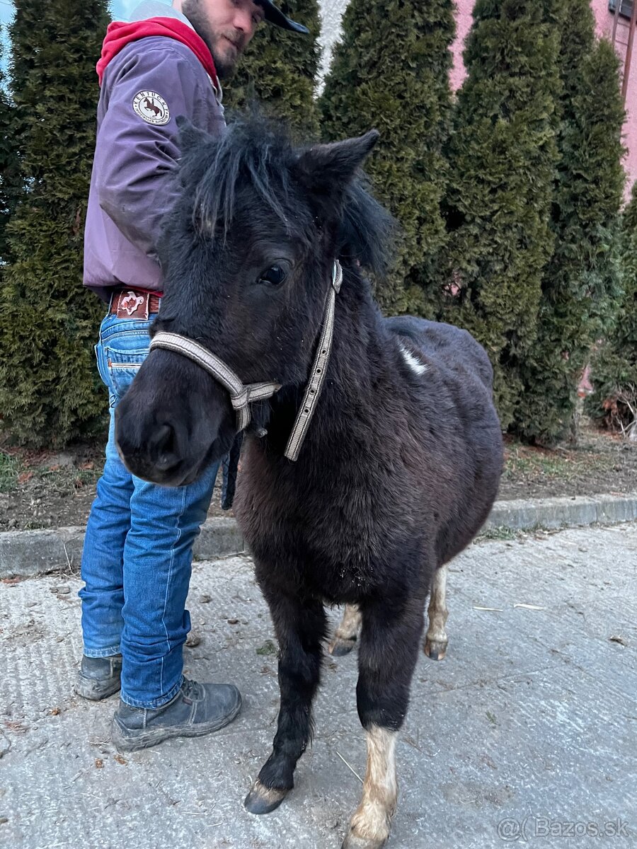 Mini poník - 2