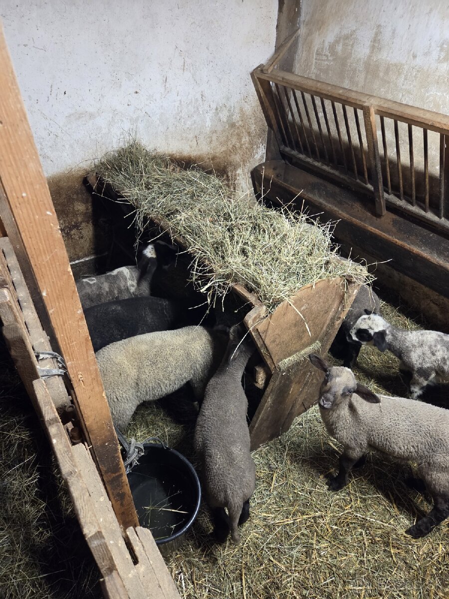 PREDÁM JAHŇATÁ - 2