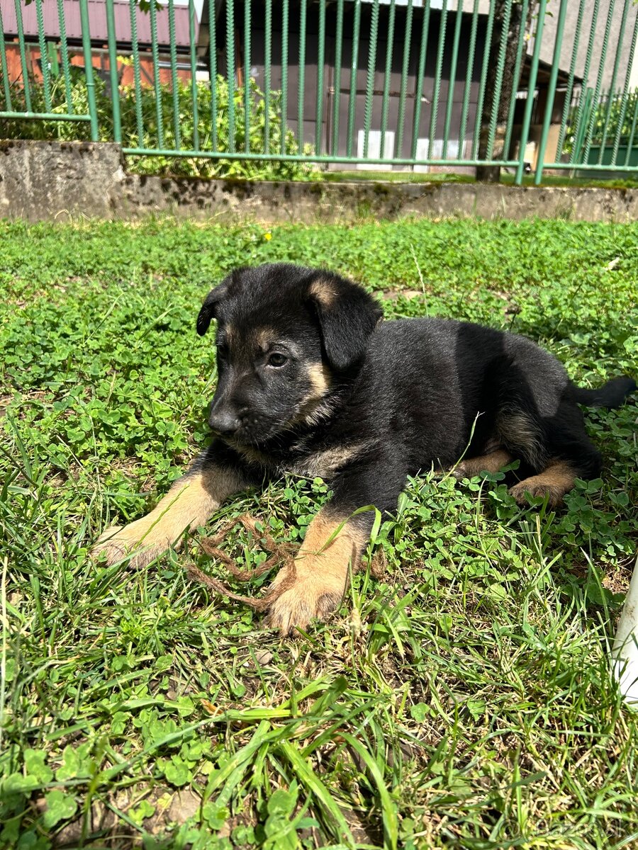 Nemecky ovčiak šteniatka - 2