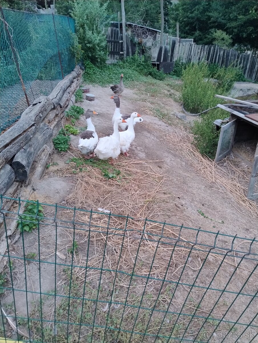 Predám husky - 2