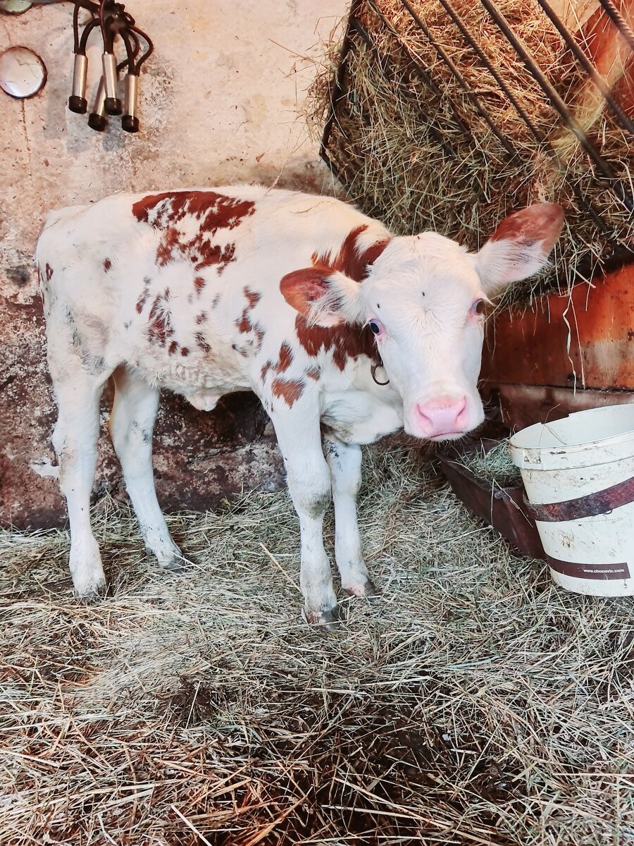 Jalovica - 2
