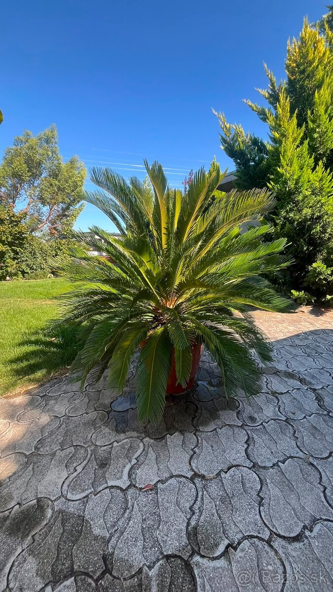 Predám palma Cycas revoluta - 2