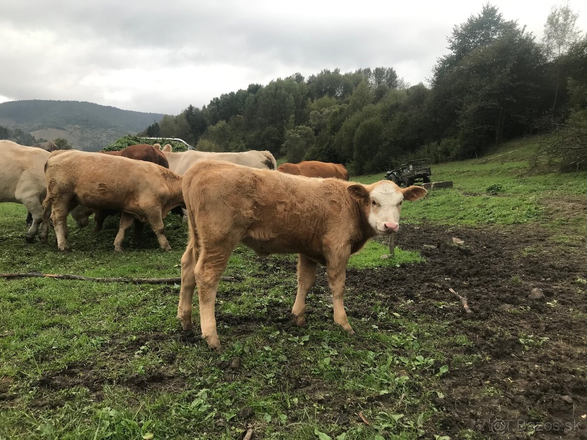 Predám jalovicu - 2