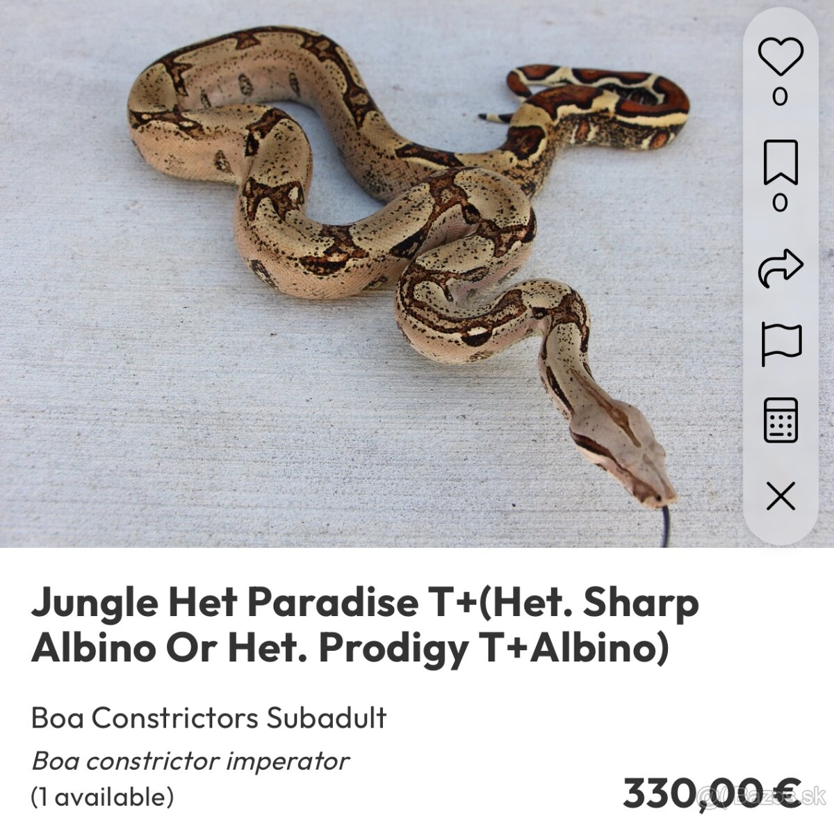 Veľhad kráľovský/ Boa constrictor - 2