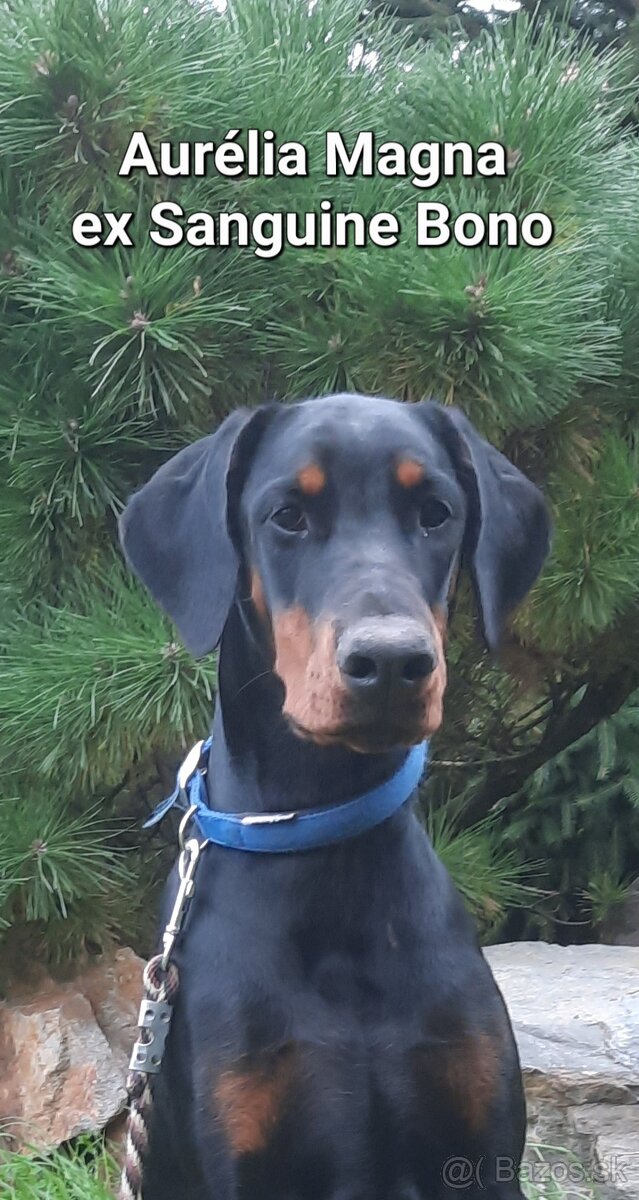 DOBERMANN šteniatka s P.P. - 2