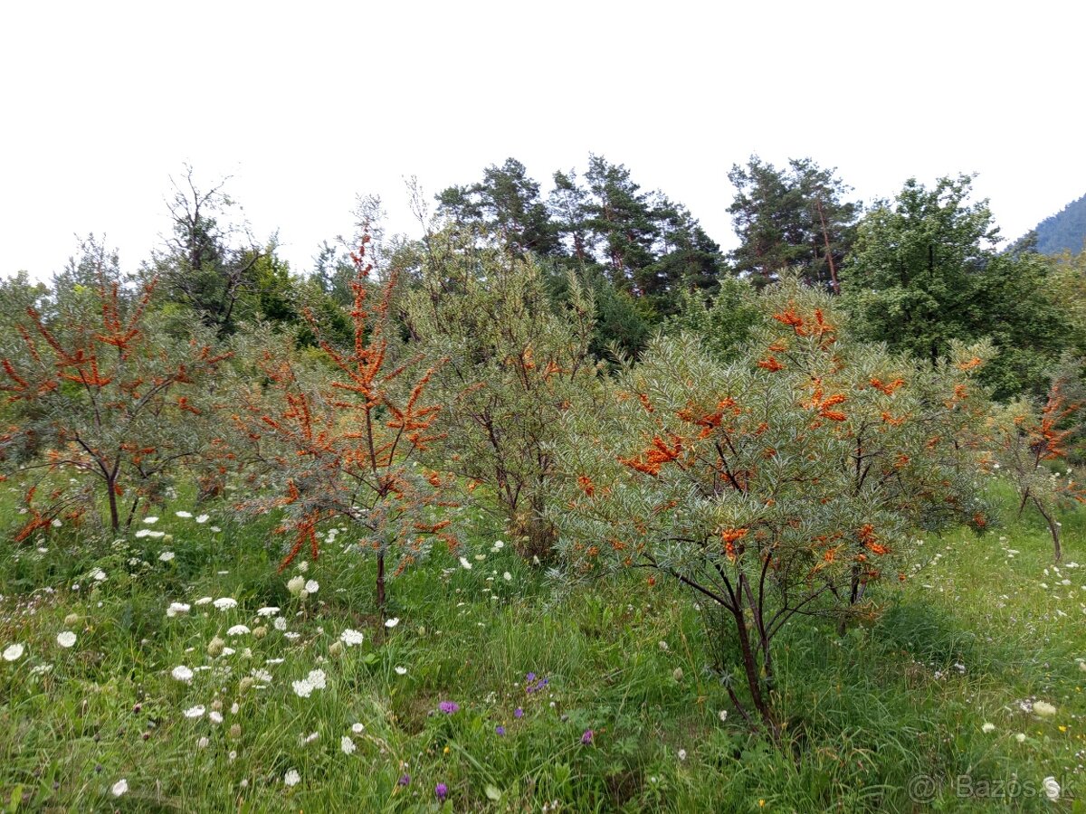 Rakytník rašetliakovy Botanika - 2