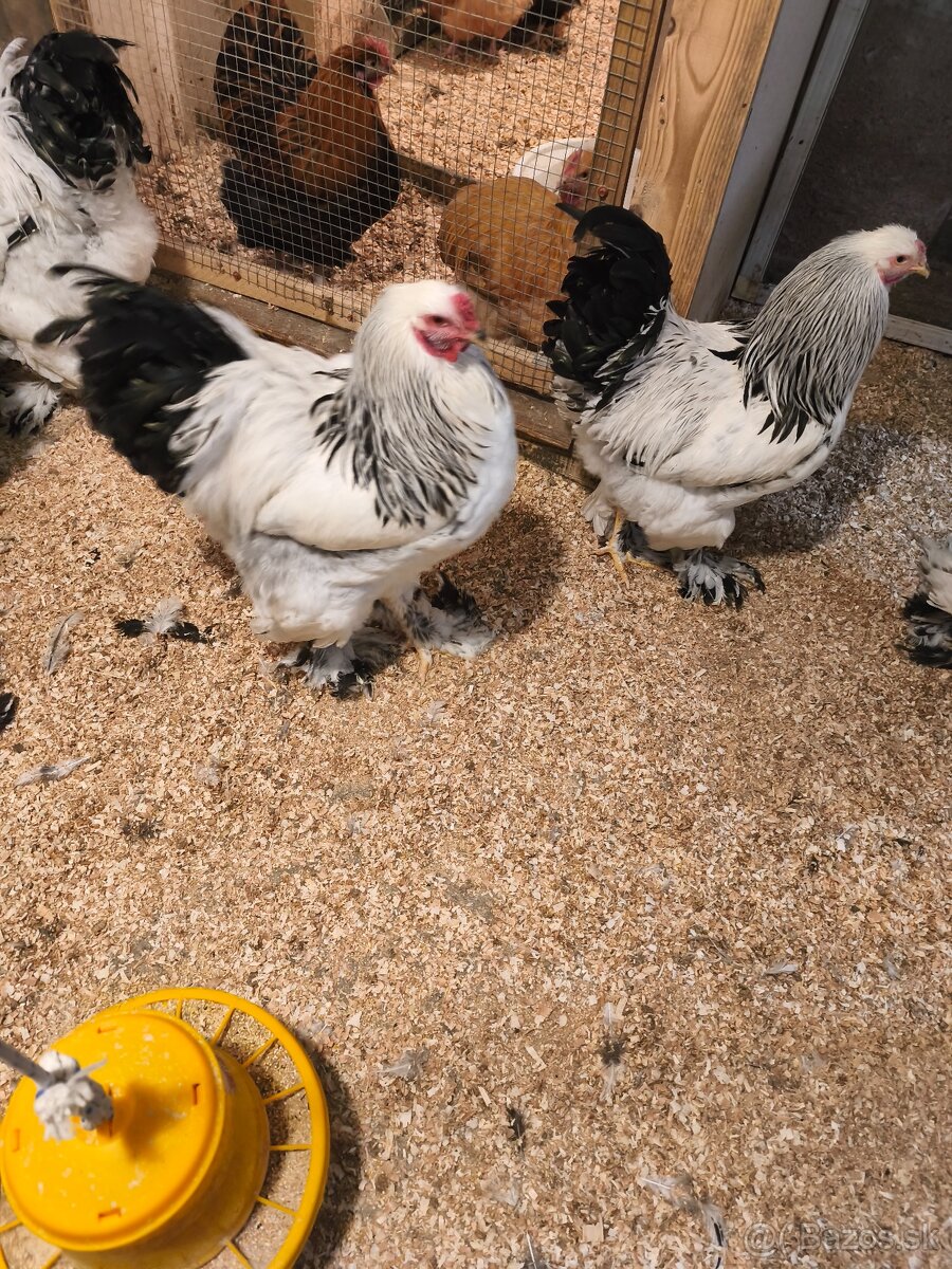 Brahmanka svetlá čierna Columbia - 2