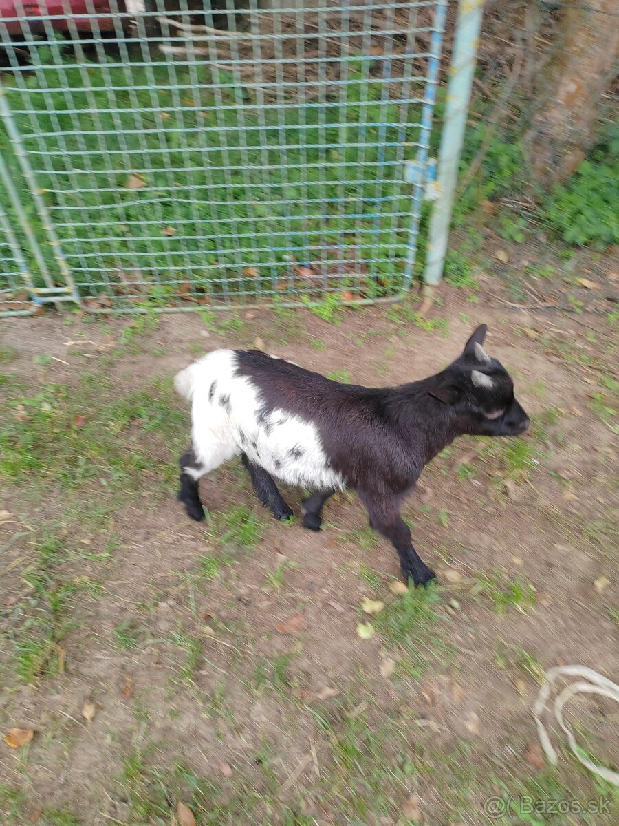 Holandský mini capko - 2