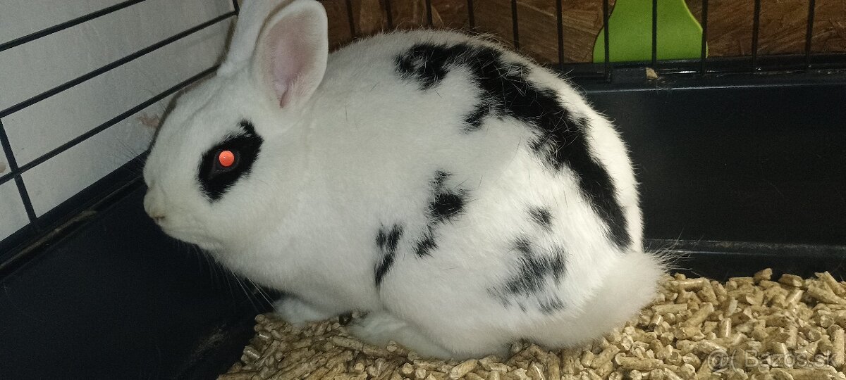 Zakrslý králik - 2