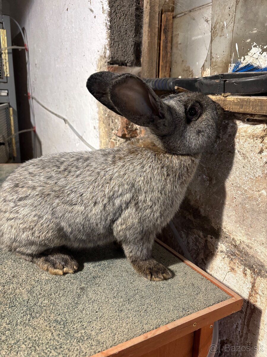 Predám zajace - 2