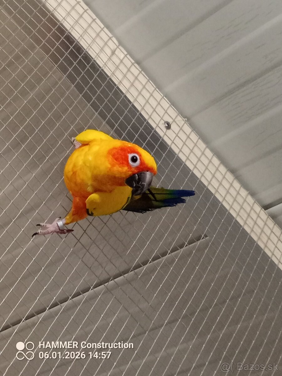 Aratinga slnečná - 2