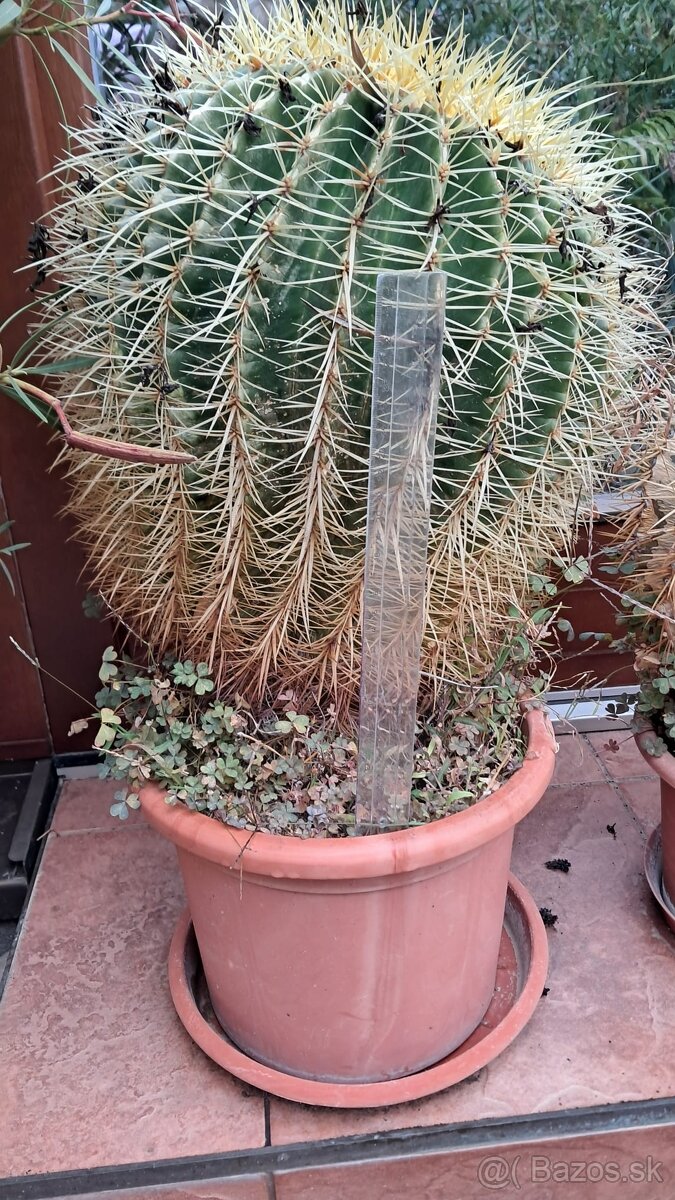 Kaktusy na predaj - 2