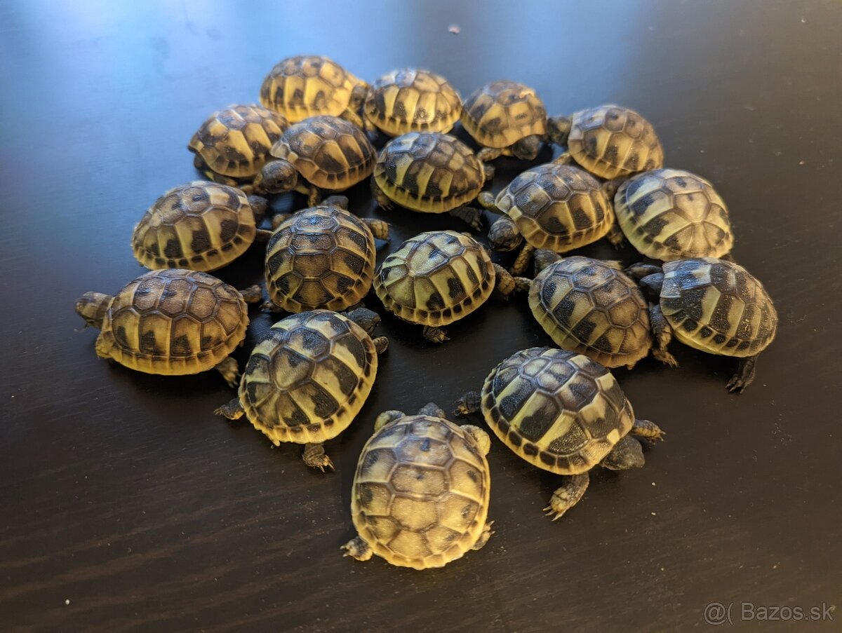 Suchozemska korytnačka zelenkasta - 2