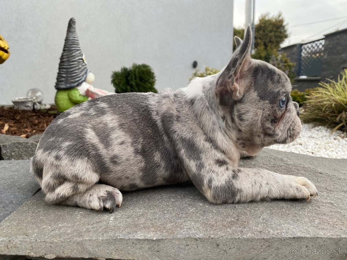 Francuzsky buldoček - 2