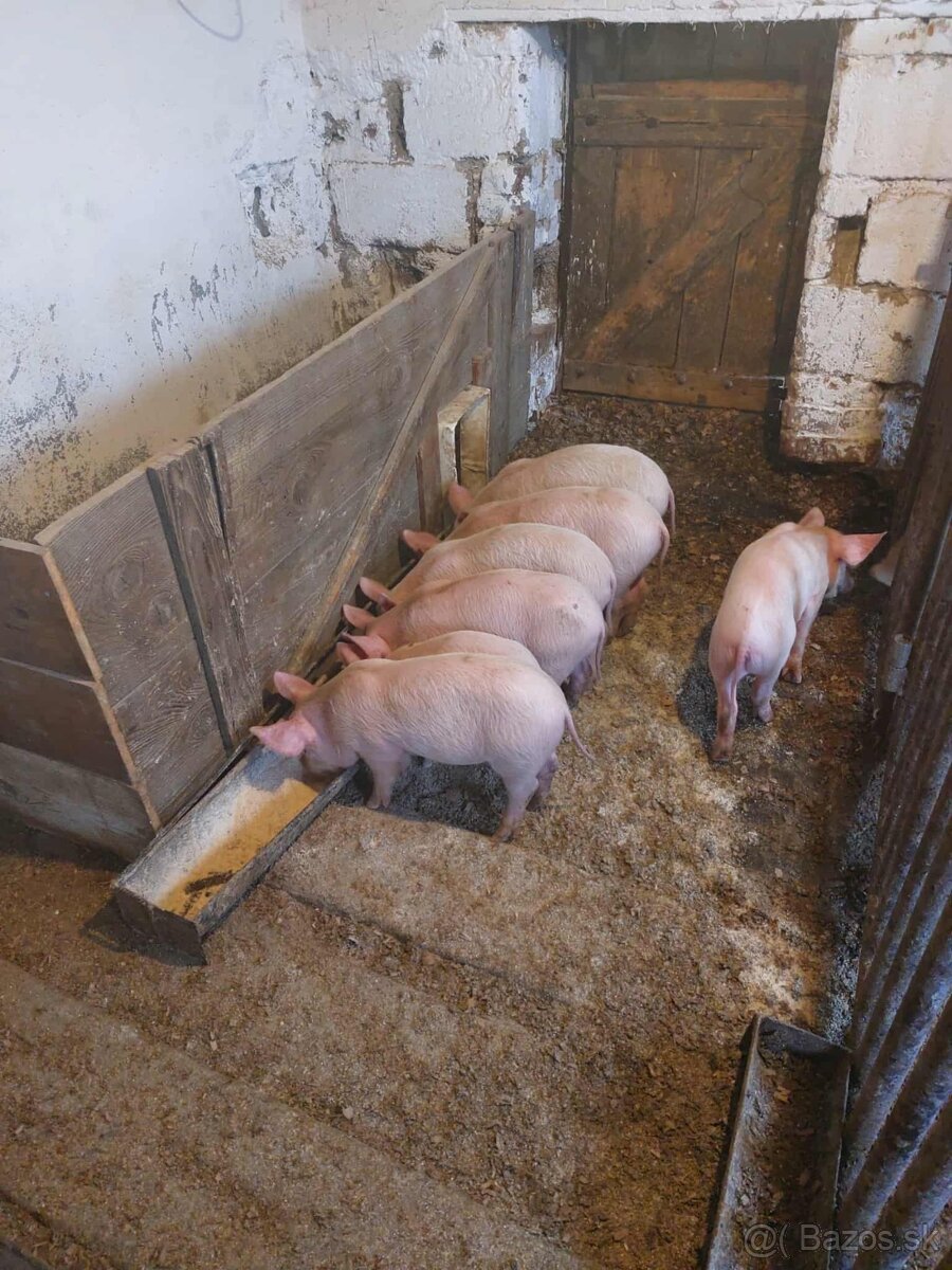 Predám odstavčat typ landras... - 2