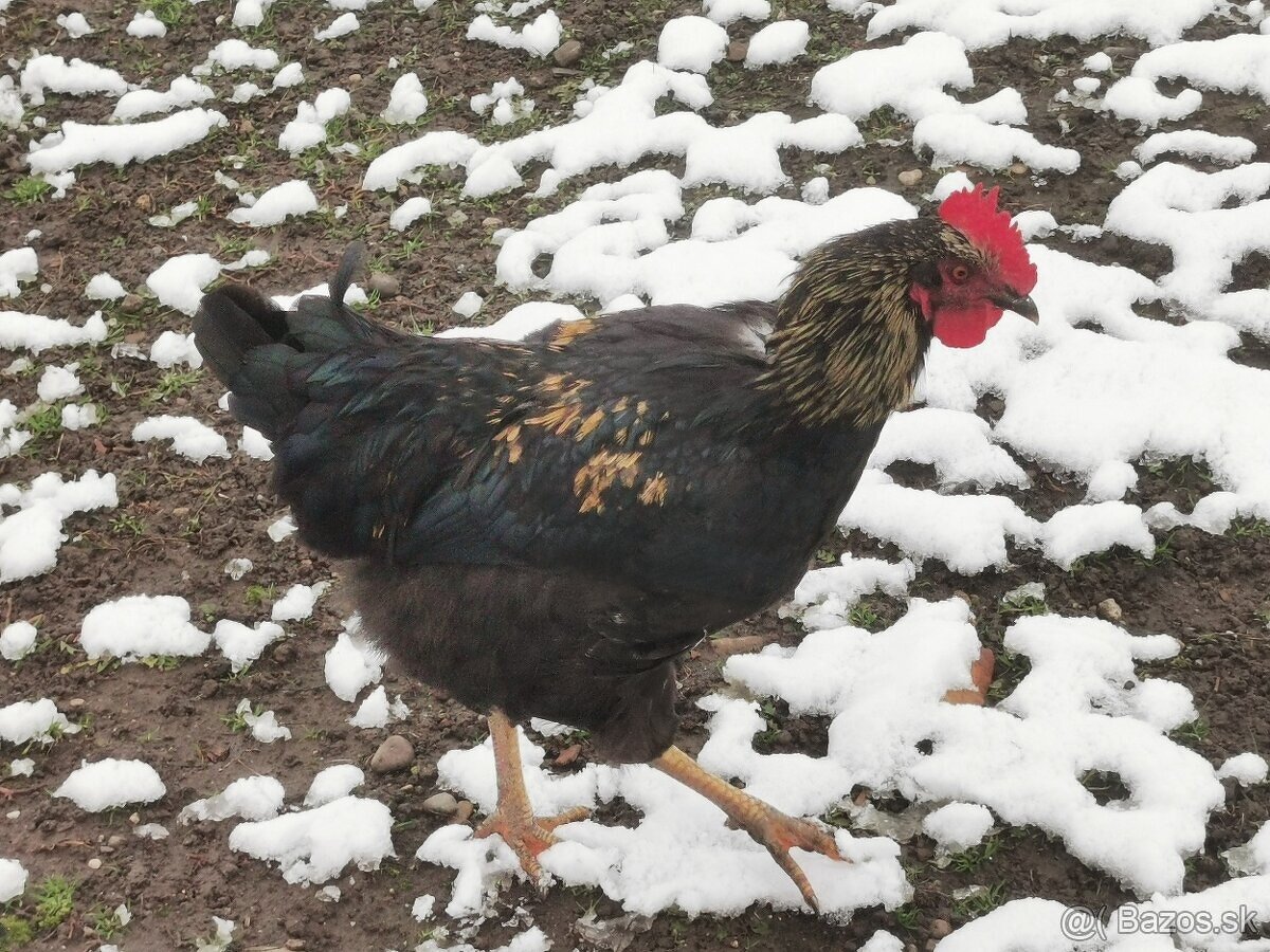 3. Predám mladého kohúta - 2
