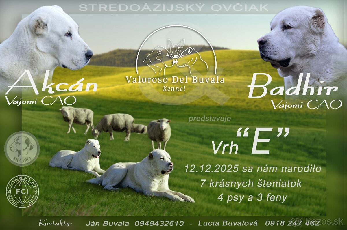 Stredoázijský ovčiak s PP - 2