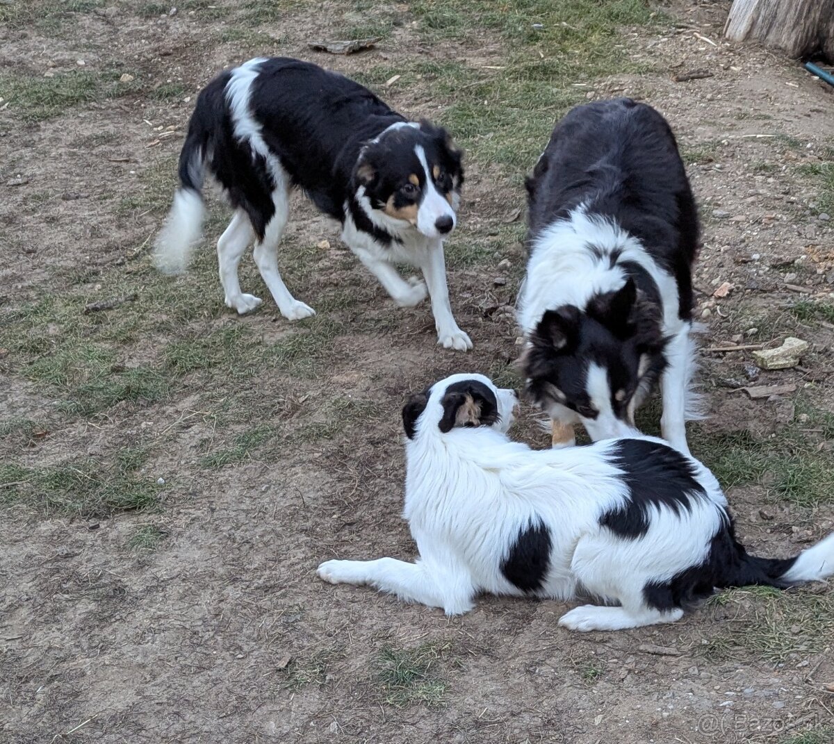 Border kolia tricolor - 2