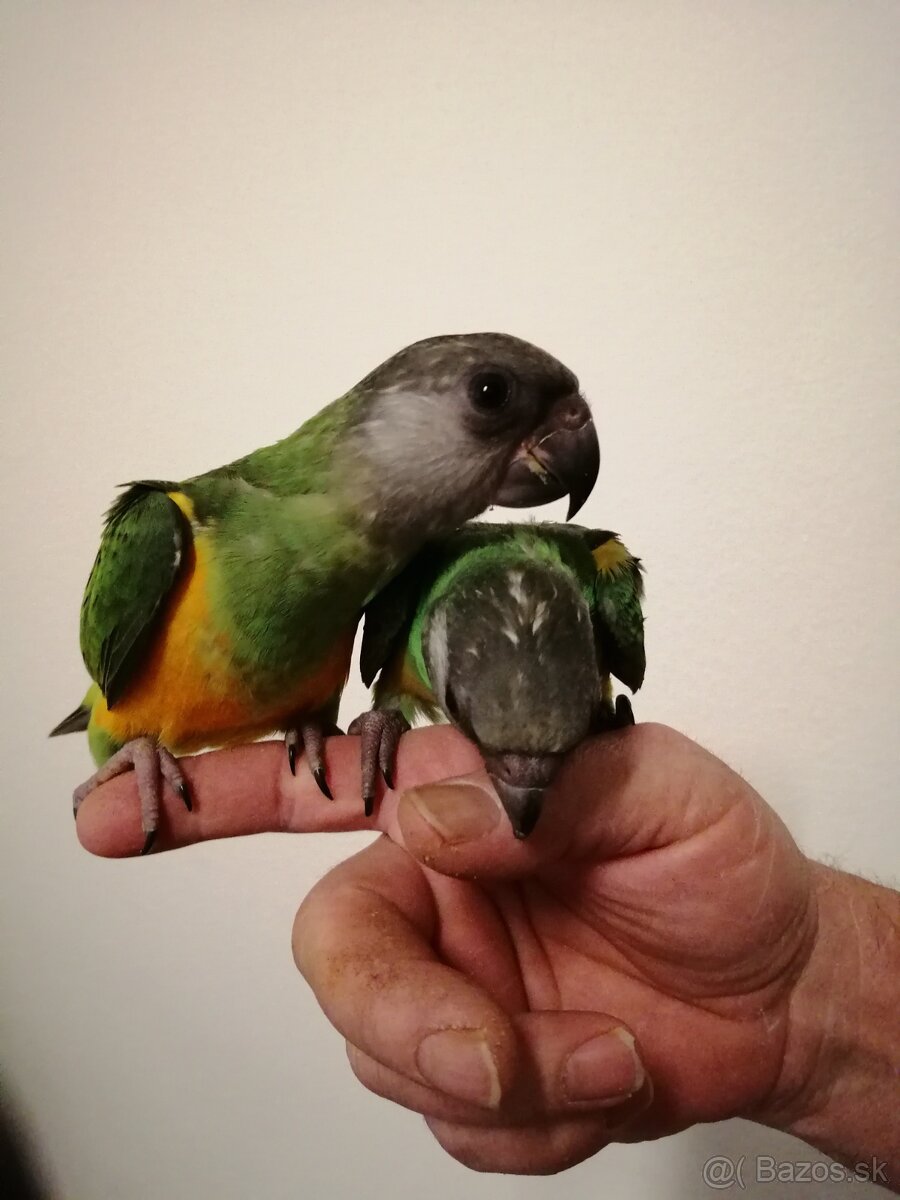 Papagáj senegalsky - 2