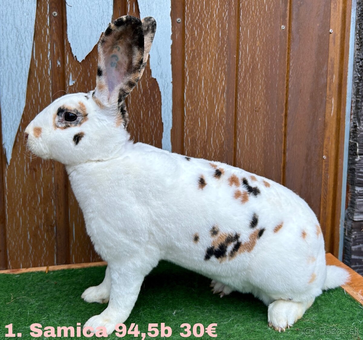 Dalmatínsky REX s PP - 2