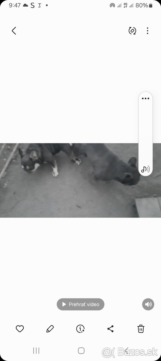 Francúzsky buldog - 2