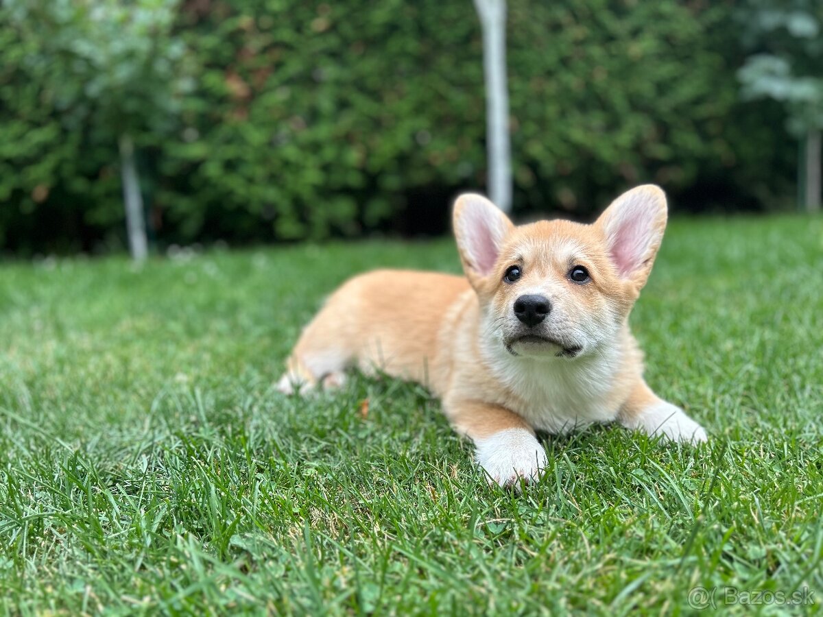 Welsh corgi pembroke s PP - 2