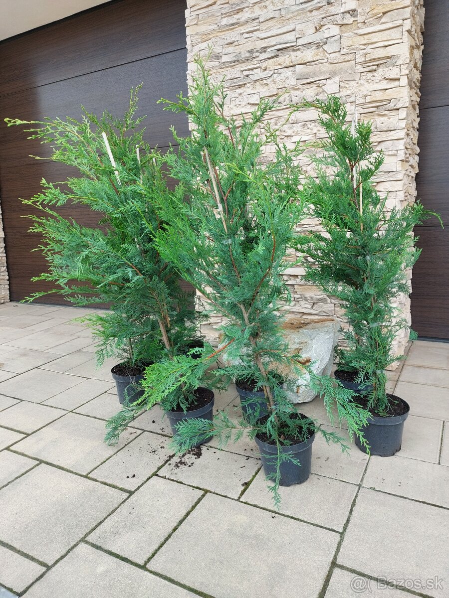 Cyprusovec leylandský (Cupressocyparis leylandii) - 2