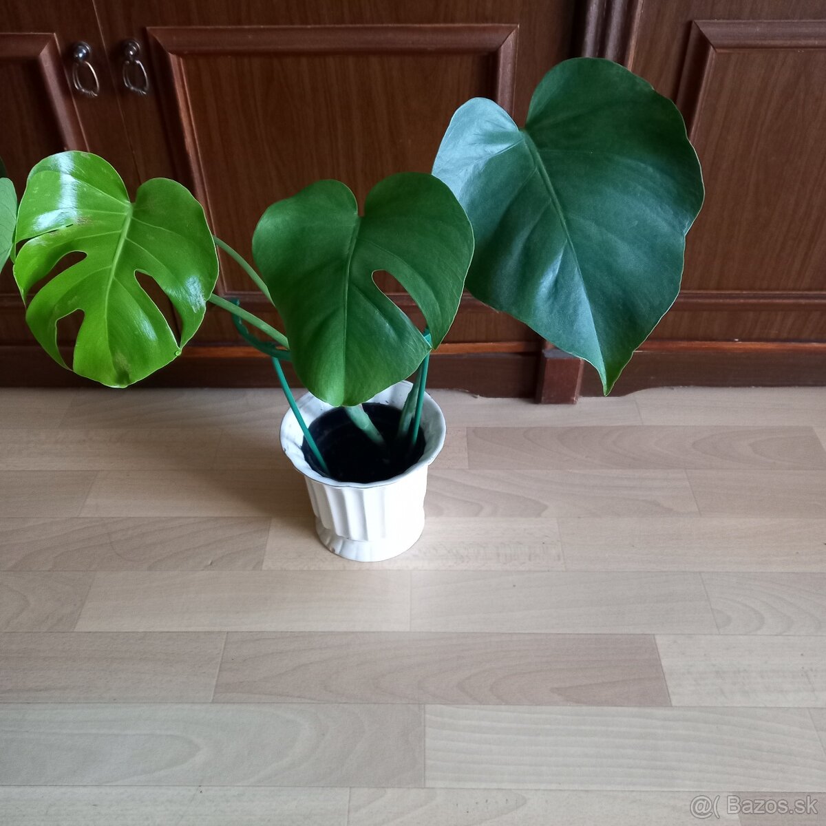 Nadchovnik , monstera - 2