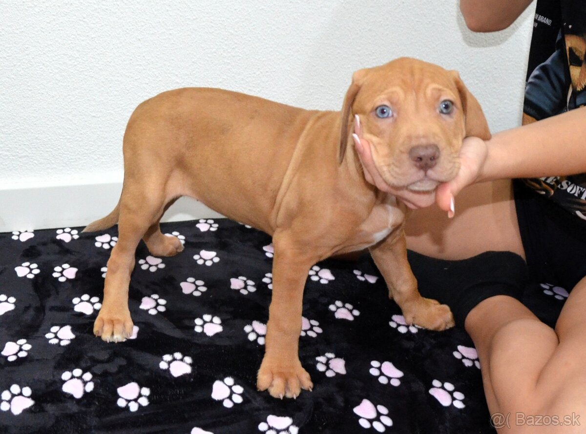 Louisianský leopardí pes s PP - 2