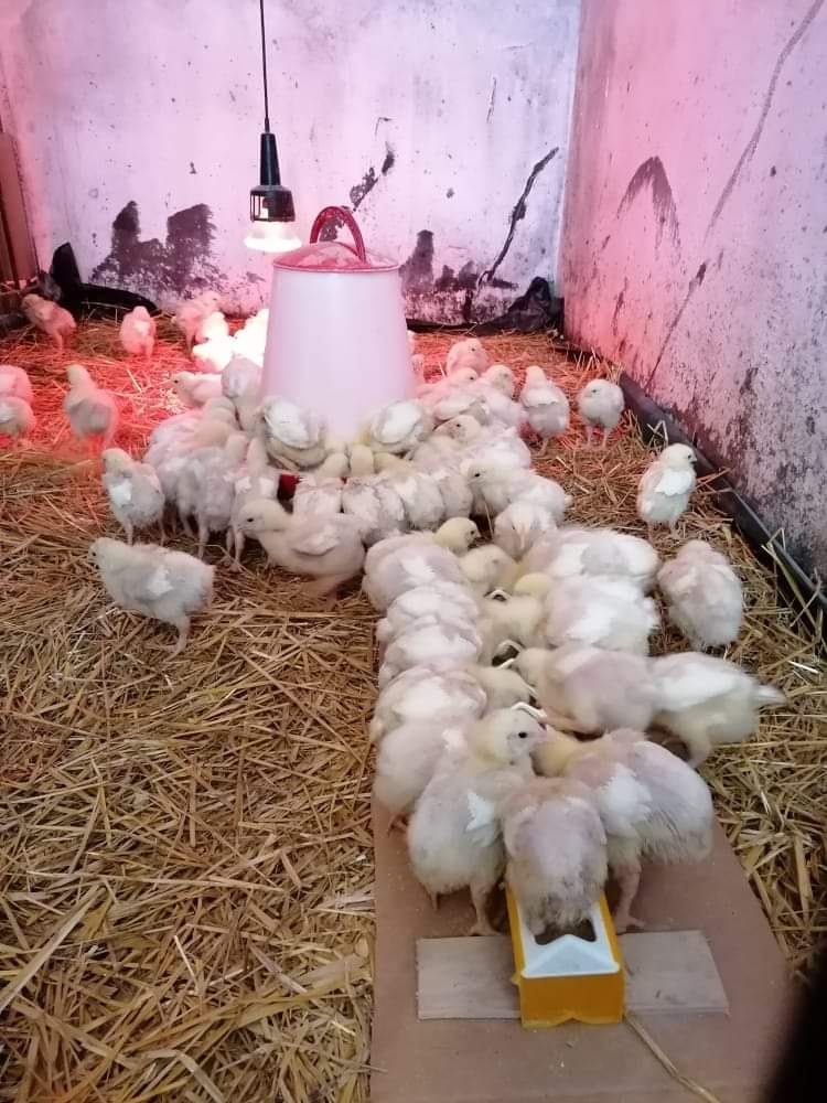 Brojlerove kuriatka - 2